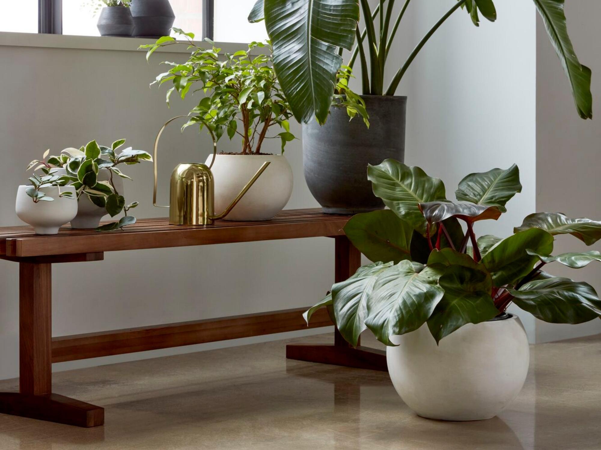 Slatted walnut bench covered in potted houseplants