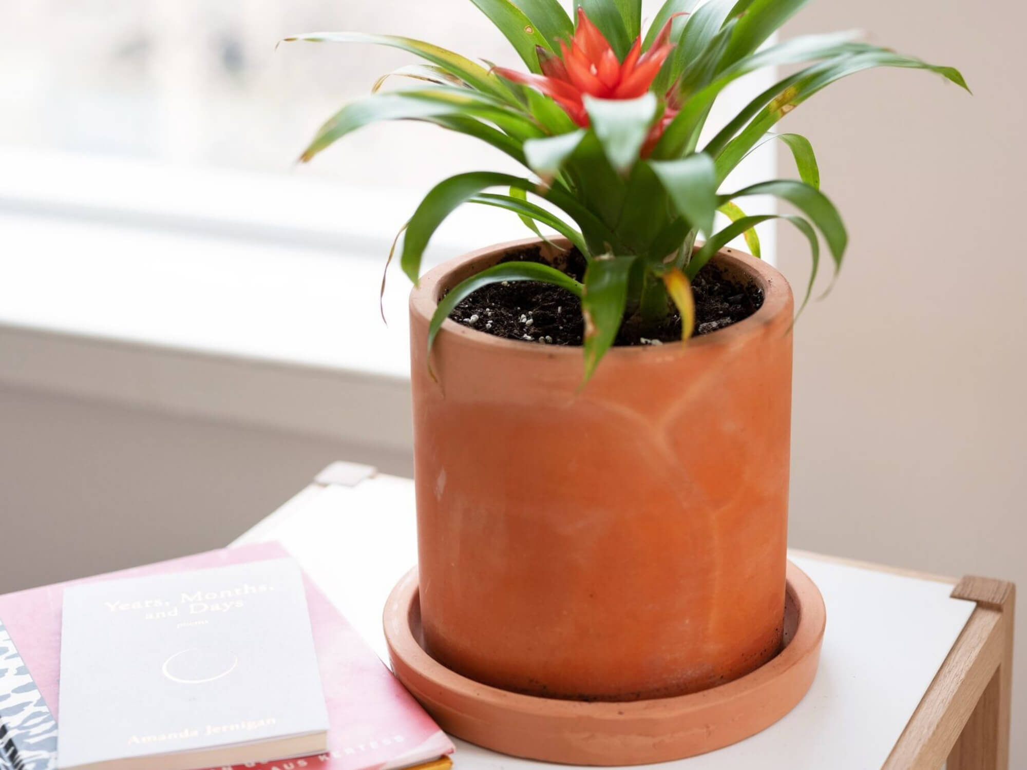 A terracotta clay planter on top of a small bookcase