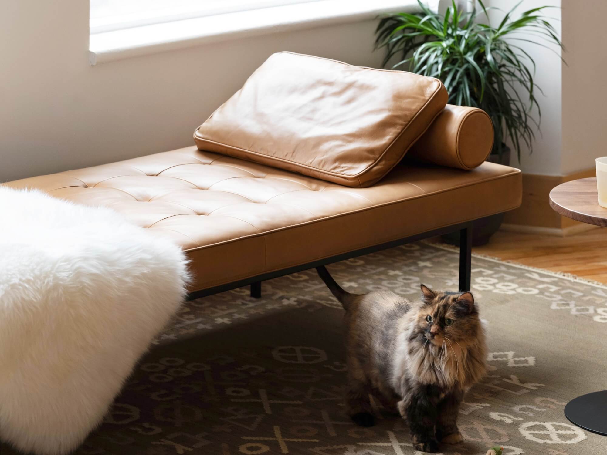 Brown leather bolster on daybed with sheepskin throw and cat