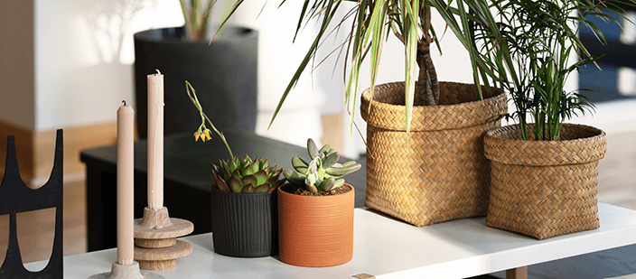 Black and red plant pots on white shelf with plants in baskets