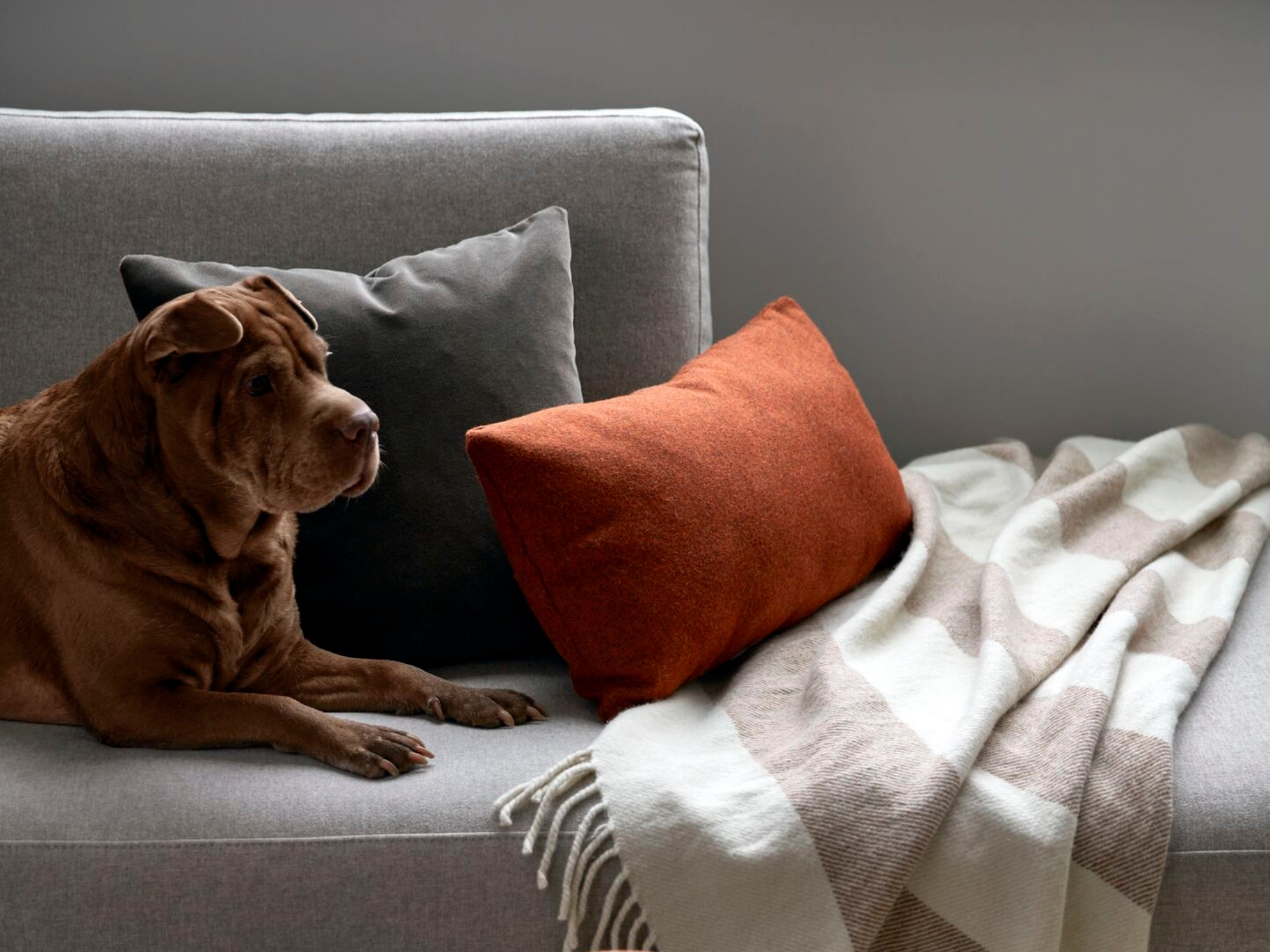 Rust custom lumbar pillow with puppy on gray sectional